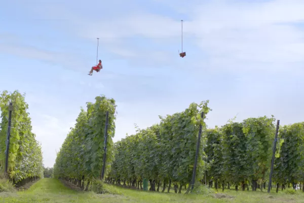 Twee mensen zitten op een kabelbaan over een wijnveld in Heuvelland.