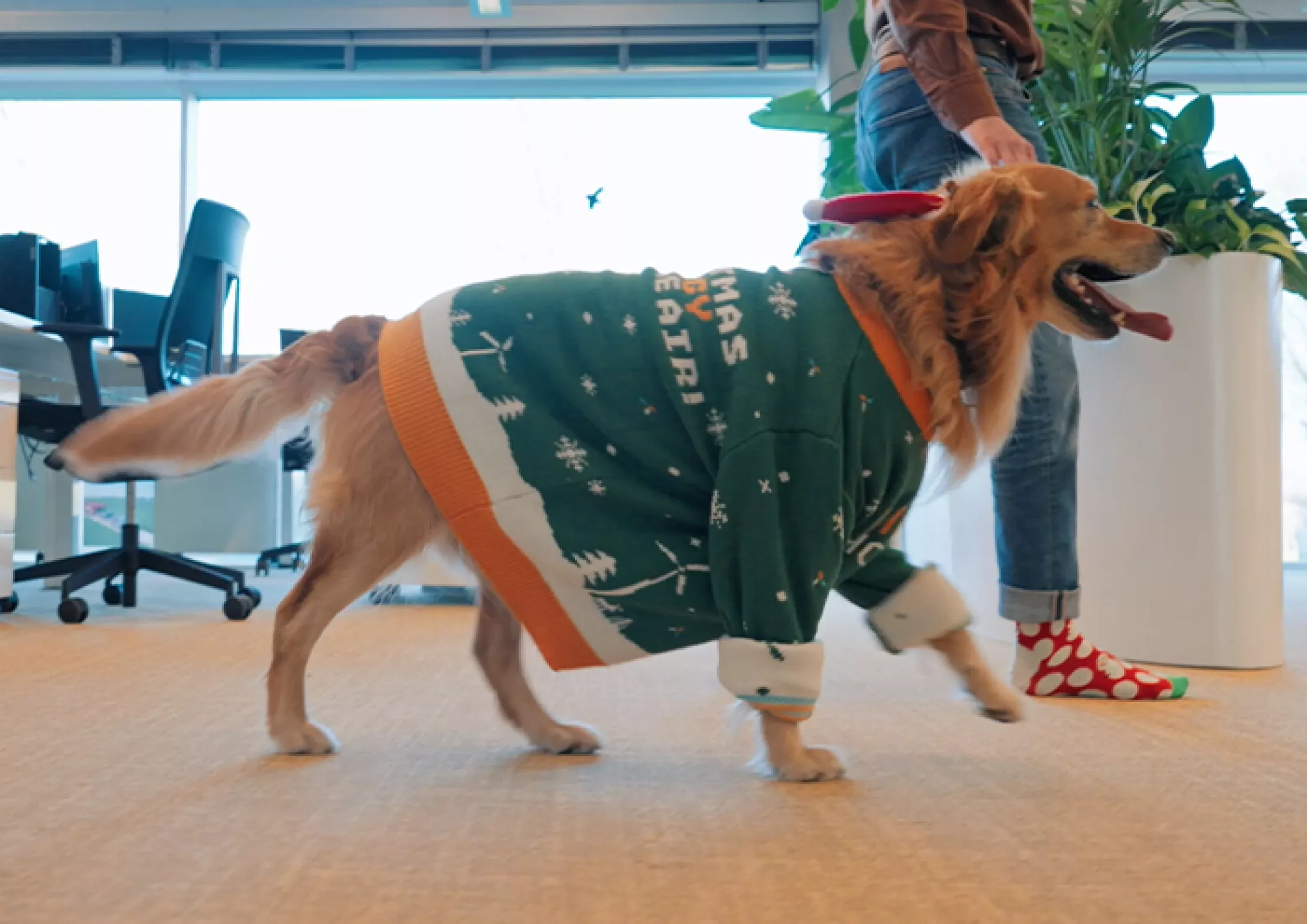 Hond wandelt bij Elicio in kerstoutfit